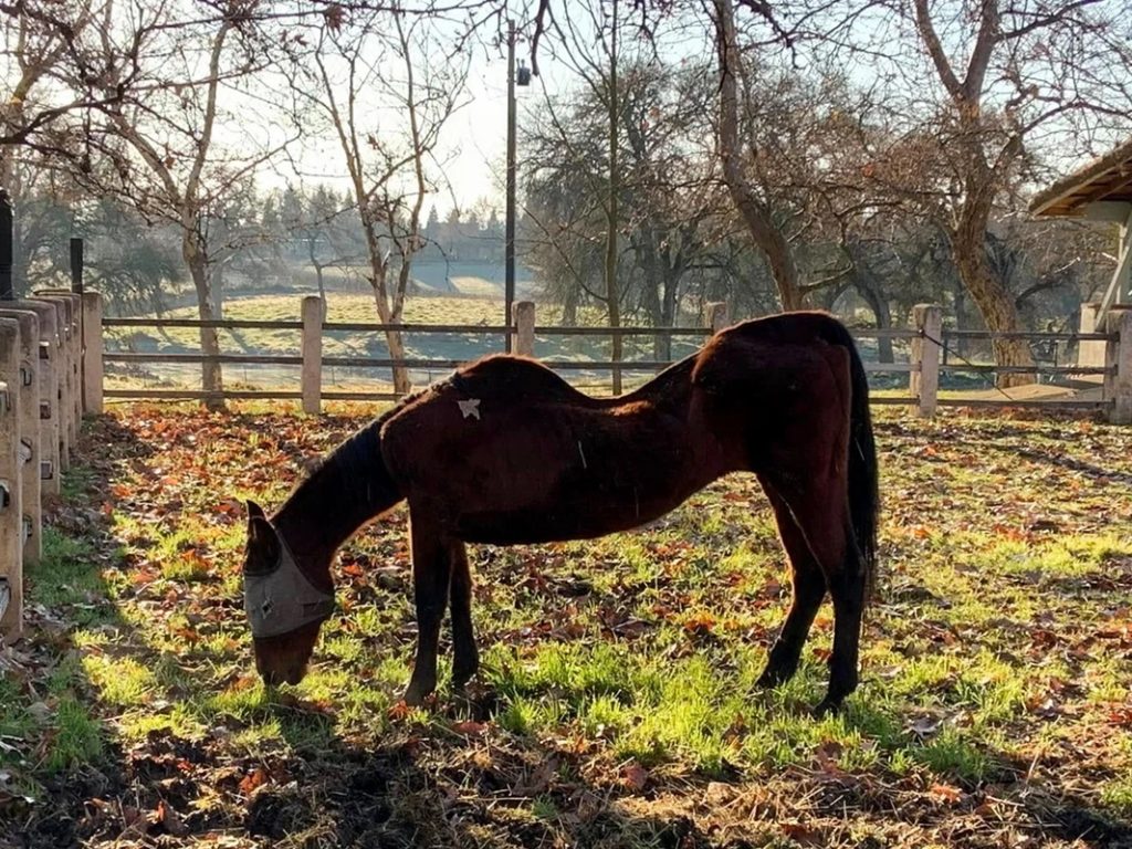 Woman Arrested After 27 Dead Horses Found Across Multiple Properties