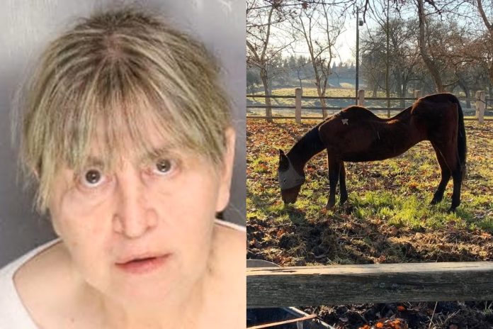 Woman Arrested After 27 Dead Horses Found Across Multiple Properties