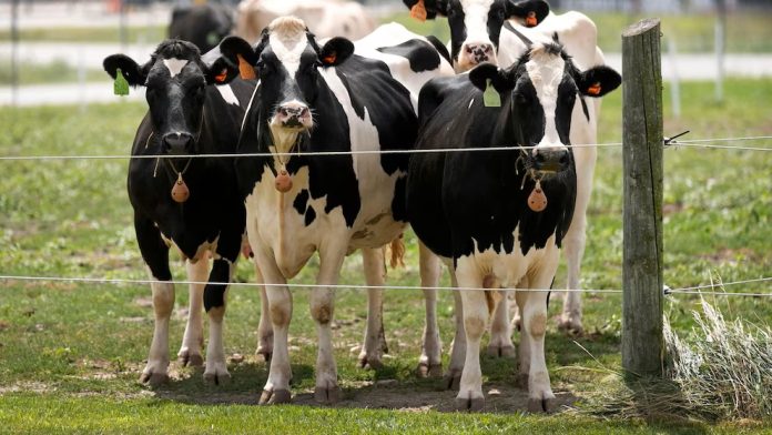 A Second Type of Bird Flu Detected in U.S. Dairy Cows for the First Time