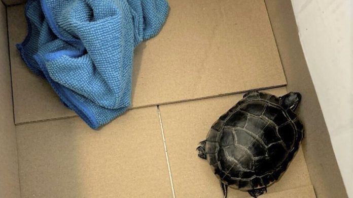 Man Caught Smuggling Live Turtle in Pants at Newark Liberty International Airport