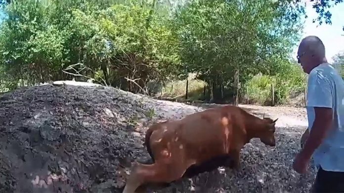 Florida Man Shoots Cow Fatally in North Fort Myers, Suspect Arrested