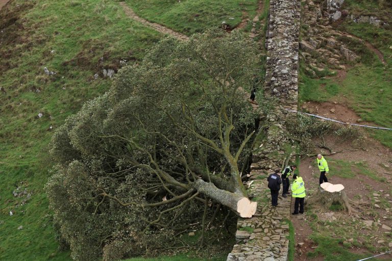 Cutting Down Iconic Sycamore Gap Tree